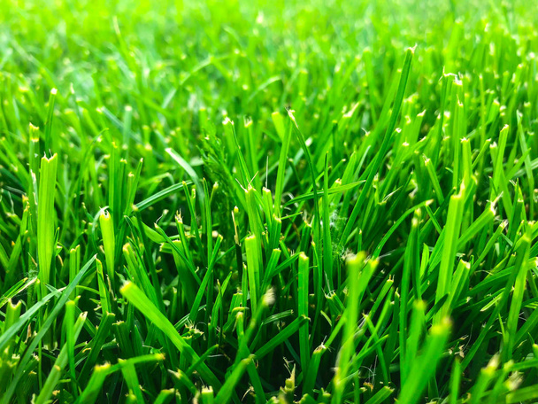 Nahaufnahme des grünen Rasens - Foto, Bild