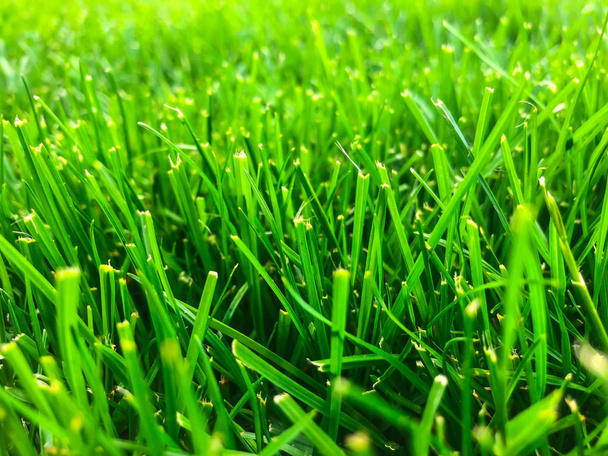 Green grass lawn closeup. Studio Photo - Photo, Image