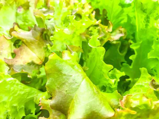 Background, texture of green lettuce leaves - Photo, Image