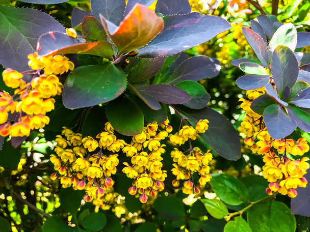 Branches de Berberis thunbergii à fleurs jaunes
 - Photo, image