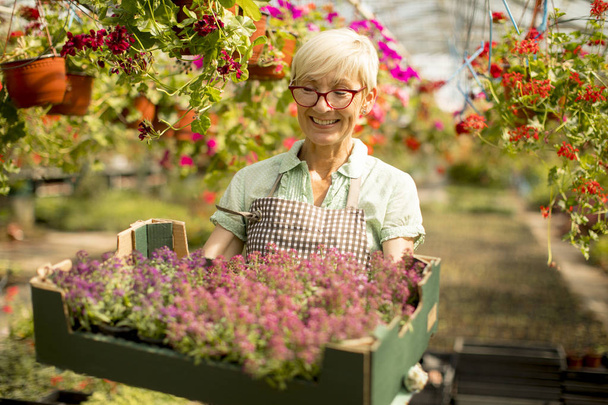 Starší žena držící košík plný květin v greengarden - Fotografie, Obrázek