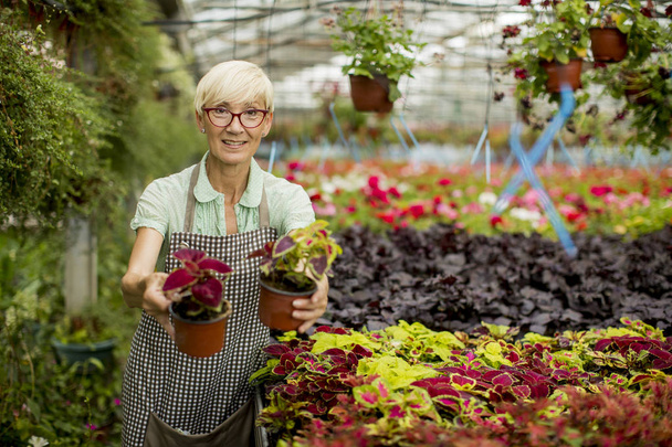 Retrato de la mujer mayor que trabaja en el jardín de flores
 - Foto, imagen