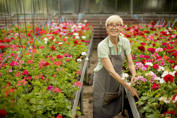 Muotokuva vanhempi nainen työskentelee kukka puutarha
 - Valokuva, kuva