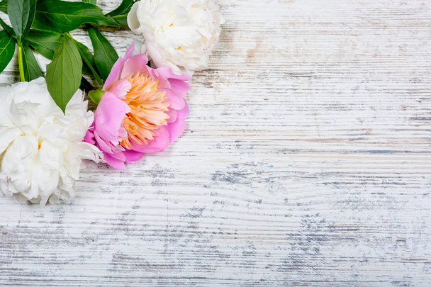 Три белых и розовых пиона с зелеными листьями на текстурированном старом фоне из старинных деревянных досок для рекламы, сайта, копирайта, Flat lay
 - Фото, изображение