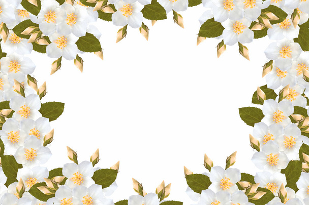 Branche de fleurs de jasmin isolées sur fond blanc
.  - Photo, image