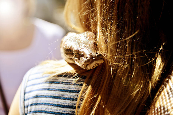 Güneşli bir günde bir kadının saçını arkasından bakarak Python'ın baş - Fotoğraf, Görsel