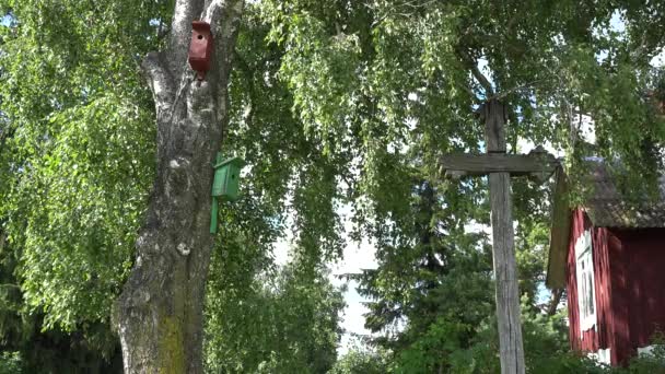 Huizen van de vogel nesten vakken hangen af van oude berken boom in de buurt van vakantiehuis. 4k - Video