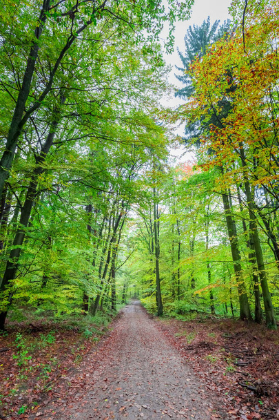 Wonderful forest in the fall in Poland, Europe - Fotoğraf, Görsel