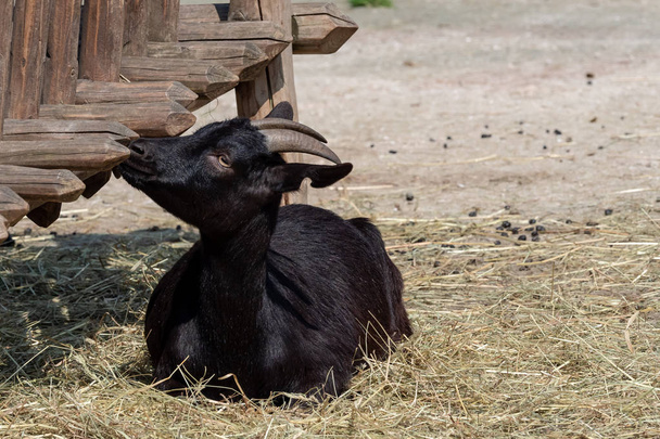 Чёрная коза (Capra aegagrus hircus). Камерунская коза
. - Фото, изображение