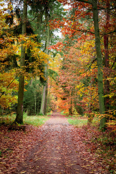 Path full of leaves in old forest at autumn, Poland - Foto, Imagem