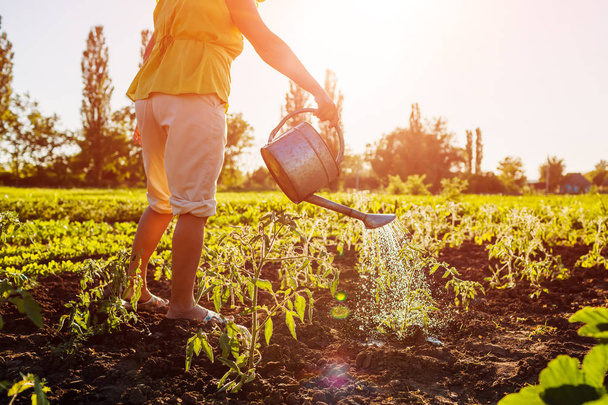 Farmer watering tomato seedlings from a watering can at sunset in countryside. Agriculture and farming concept. - Photo, image