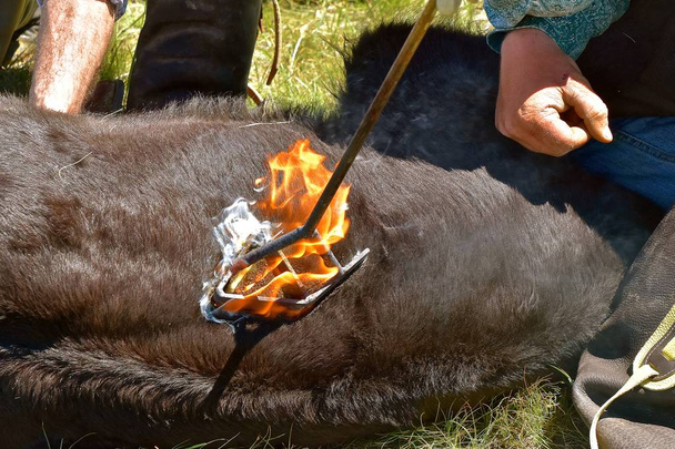 Клеймо утюг на говяжий теленок опаляет волосы, которые извергаются в мгновенном пламени
. - Фото, изображение