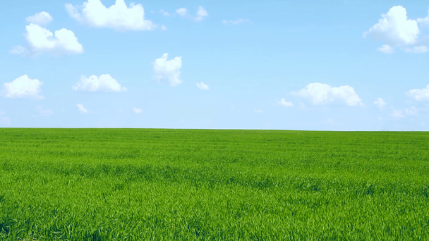 groen gras op blauwe lucht achtergrond - Video