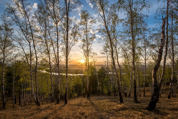Birch grove overlooking the river - Φωτογραφία, εικόνα