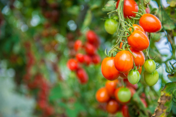 Fresh tomato are grown in a farm. - Foto, Imagen