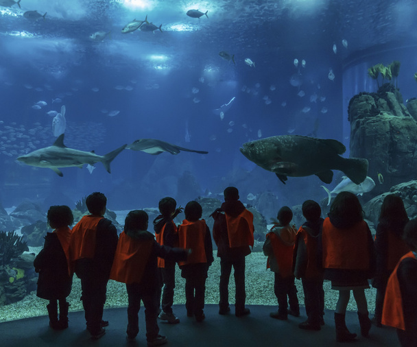 Oceanario de Lisboa. Los niños de la escuela miran peces tropicales
 - Foto, Imagen