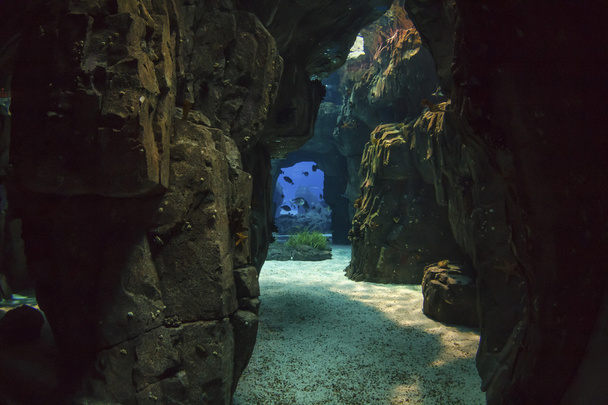 Лиссабонский океанариум
 - Фото, изображение