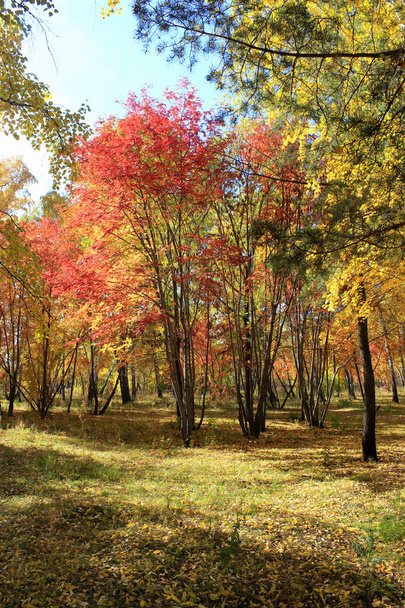 Autumn landscape - mixed forest - Fotoğraf, Görsel