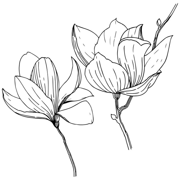 Manolya izole bir vektör tarzı. Bitki tam adı: Magnolia. Vektör arka plan, doku, sarıcı desen, çerçeve veya kenarlık için. - Vektör, Görsel