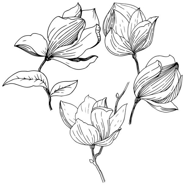 Magnolia in a vector style isolated. Full name of the plant: Magnolia. Vector for background, texture, wrapper pattern, frame or border. - Vector, Image