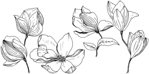 Magnolia elszigetelt vektor stílusban. A növény neve: Magnolia. A háttér textúra, burkoló minta, keret vagy szegélyt vektoros. - Vektor, kép