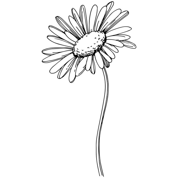Daisy in de stijl van een vector geïsoleerd. Volledige naam van de plant: Daisy. Vector bloem voor achtergrond, textuur, wrapper patroon, frame of rand. - Vector, afbeelding
