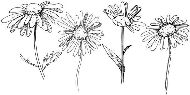 Marguerite dans un style vectoriel isolé. Nom complet de la plante : Daisy. Fleur vectorielle pour fond, texture, motif d'emballage, cadre ou bordure
. - Vecteur, image