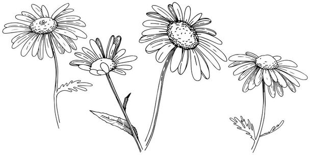 Marguerite dans un style vectoriel isolé. Nom complet de la plante : Daisy. Fleur vectorielle pour fond, texture, motif d'emballage, cadre ou bordure
. - Vecteur, image