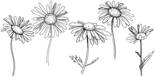Daisy in a vector style isolated. Full name of the plant: Daisy. Vector flower for background, texture, wrapper pattern, frame or border. - Vector, afbeelding