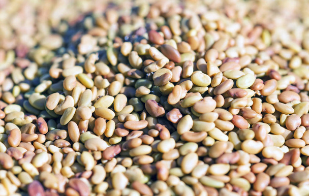 Close up view of fresh Lentils Background - 写真・画像