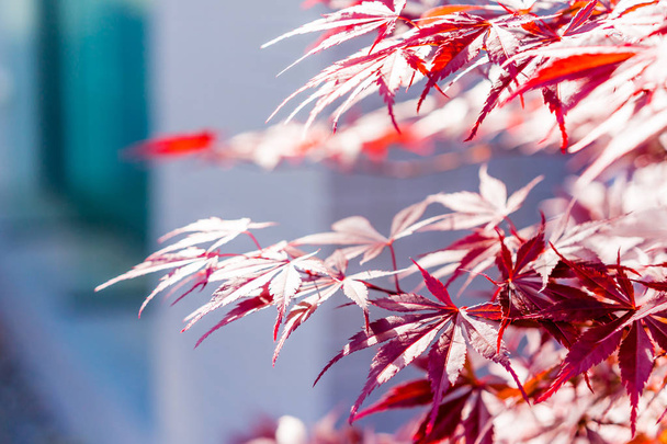enfoque suave de hojas de arce rojo acer palmatum en Japón
 - Foto, Imagen