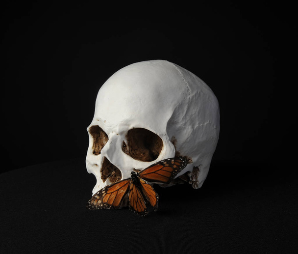 primer plano del cráneo humano y una mariposa, sobre fondo negro del estudio
. - Foto, imagen