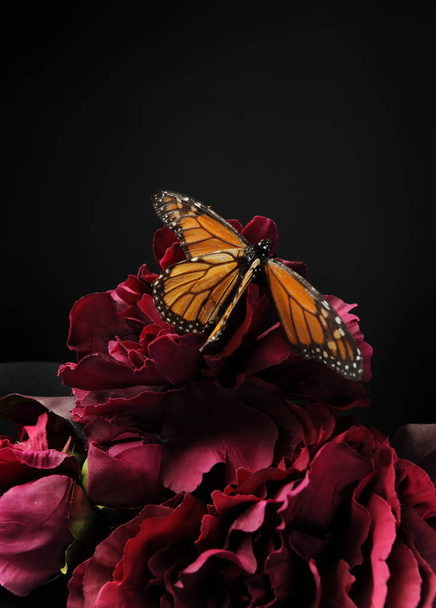 a a lila virág, fekete háttér ellenében egy uralkodó pillangó. - Fotó, kép