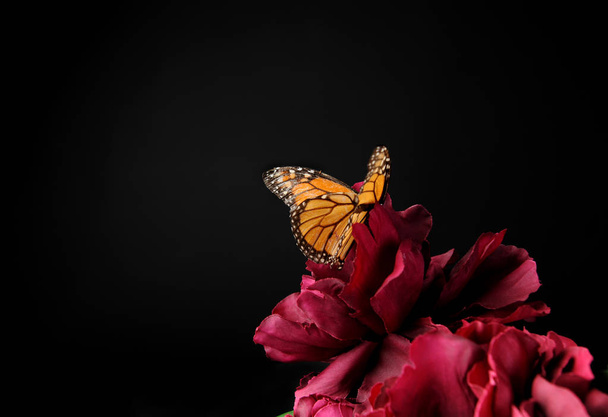 monarch kelebek mor bir çiçek, siyah arka plan üzerinde. - Fotoğraf, Görsel