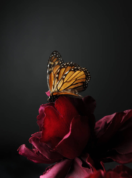 a monarch butterfly on a purple flower, against black background. - Valokuva, kuva