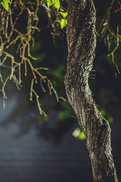 Красиво вигнутий стовбур дерева з гілками як сухий, так і з листям, знятими проти літнього заходу сонця
. - Фото, зображення
