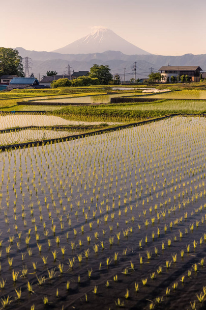 Японская рисовая терраса и горный Фудзи утром в Минами Альпы Накано, город Кофу, префектура Яманаси
 - Фото, изображение