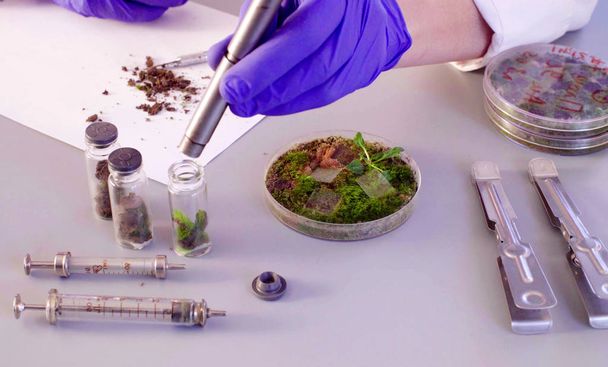 Os cientistas mãos tirando amostras de placa de Petri
. - Foto, Imagem