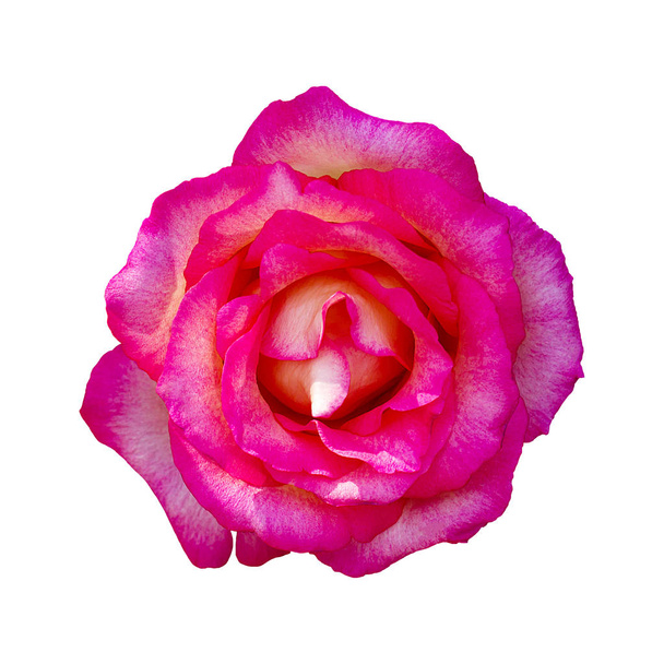Bella rosa rosa fiore isolato su sfondo bianco, fiore per l'amante e il matrimonio
 - Foto, immagini