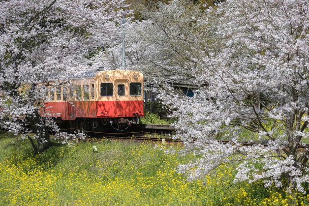 Kominato Tetsudo vonat- és Sakura cseresznye virágzik a tavaszi szezonban. A Kominato sor egy vasútvonal, Chiba prefektúrában, Japánban - Fotó, kép