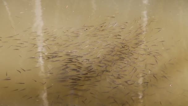 enjambre de pequeños peces vistos desde arriba
 - Metraje, vídeo