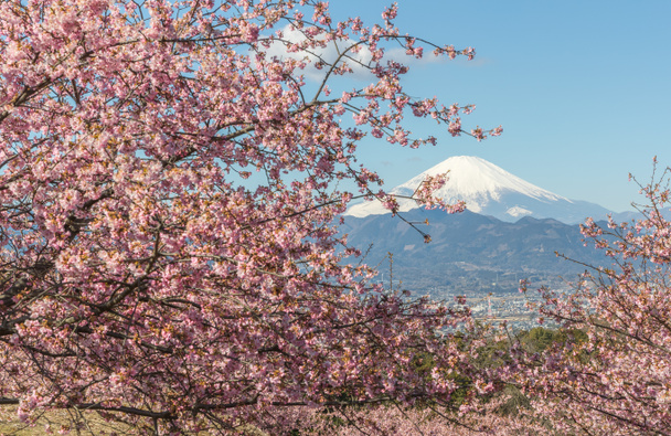 Kawazu Sakura ve dağ Fuji bahar sezonu - Fotoğraf, Görsel