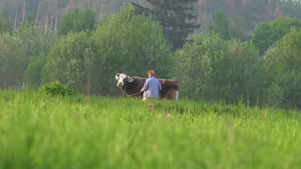 Trawa w tle samica rolnika prowadzi krowę z pastwiska w pagórkowatej okolicy - Materiał filmowy, wideo