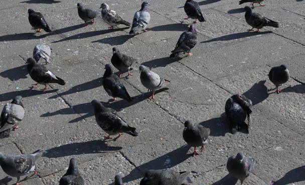 Many gray pigeons in the square of the European city looking for crumbs thrown by tourists - Foto, afbeelding