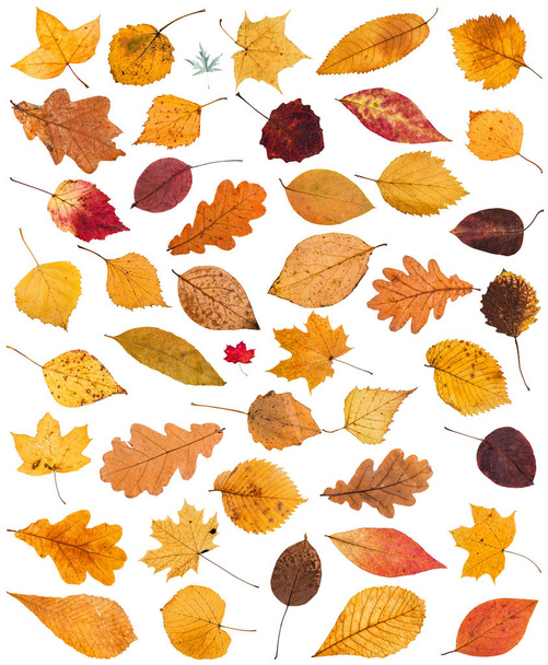 Set aus verschiedenen getrockneten Herbstblättern isoliert auf weißem Hintergrund - Foto, Bild
