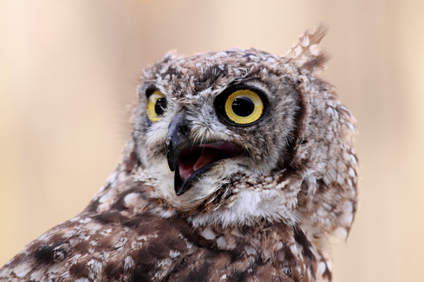 owl portrait - Φωτογραφία, εικόνα