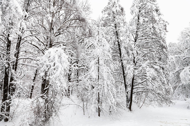 snow-covered birch and larch trees in winter forest of Timiryazevskiy park in Moscow city - Valokuva, kuva