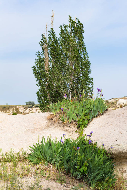 Подорожі Туреччина - зелений Тополя дерево і iris квіти в Національний парк Гереме в Каппадокії навесні - Фото, зображення