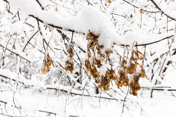 αποξηραμένοι σπόροι σφενδάμνου σε κλαδί χιονισμένο δάσος της Timiryazevskiy πάρκο της Μόσχας πόλης στην συννεφιασμένη χειμωνιάτικη μέρα - Φωτογραφία, εικόνα