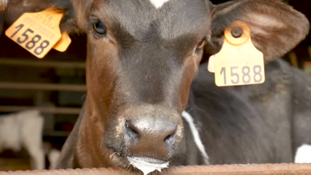 Nahaufnahme Porträt eines Kälbchens nach dem Milchtrinken auf dem Bauernhof. junge schwarz-weiße Holsteinkuh im Stall eines Bauern. - Filmmaterial, Video